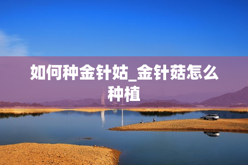 如何种金针姑_金针菇怎么种植