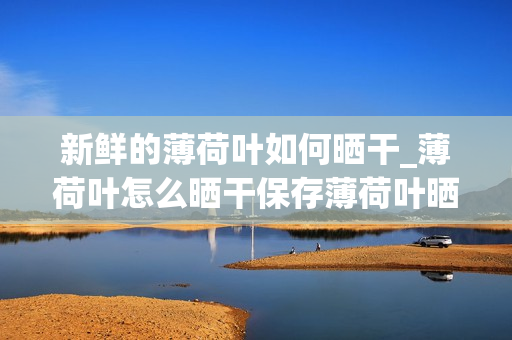 新鲜的薄荷叶如何晒干_薄荷叶怎么晒干保存薄荷叶晒干保存的方法